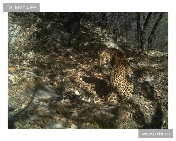 山西崇德荣海发布华北豹及晋钱豹吉祥物 山西崇德荣海发布华北豹及晋钱豹吉祥物